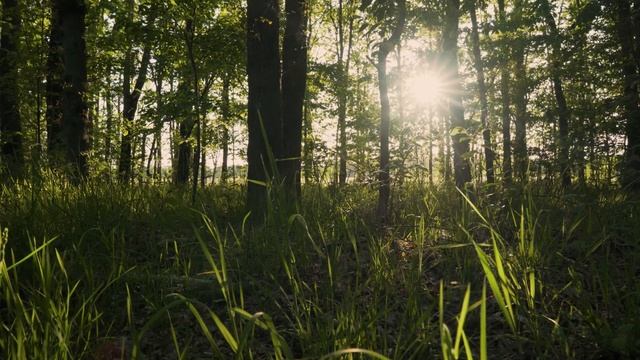 Визуализация - Мудрец из Храма смотреть онлайн