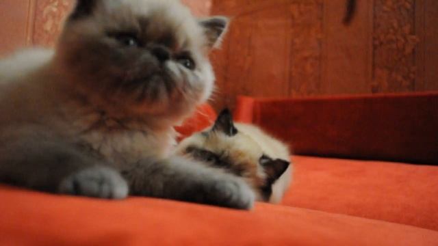 Колорные экзотические и персидские котята смотреть онлайн