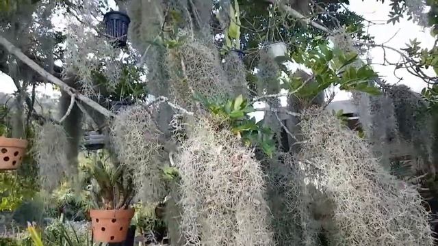 Gardening with Gabriel - A Folklore Story of Tillandsia usneoides or Itla-Okla смотреть онлайн