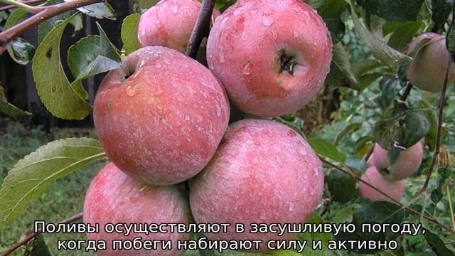 Яблоня Уэлси смотреть онлайн