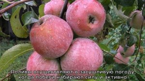 Яблоня Уэлси