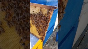 Серая горная кавказская пчела. В условиях Ростовской области..mp4