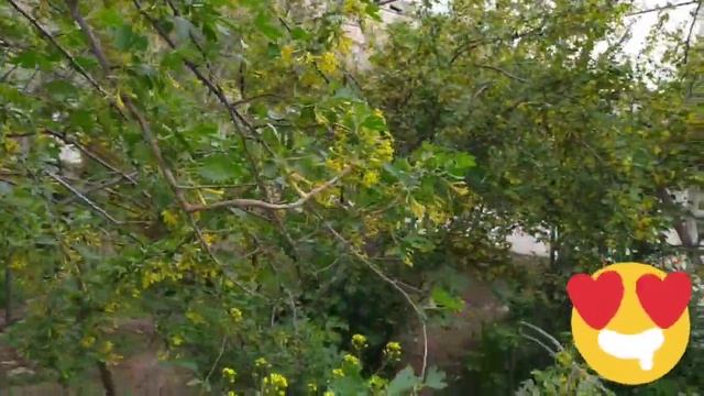 Как приготовить вкусный Узбекский плов смотреть онлайн