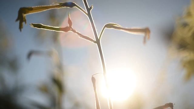 Nicotiana - Fragrant Cloud смотреть онлайн