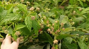 Малина Энросадира, Вайолет. 29.08.24