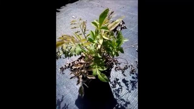Centaurea dealbata смотреть онлайн