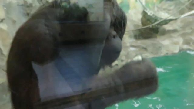 Орангутаны Мишель и Бату доедают завтрак 07.04.2021 смотреть онлайн