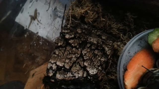 Кубинские улитки (Короколусы) смотреть онлайн