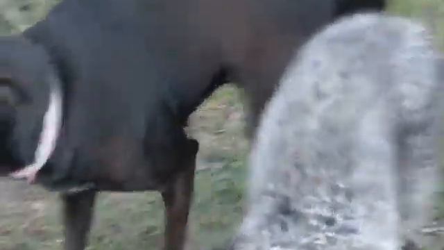 Horn Dogs смотреть онлайн