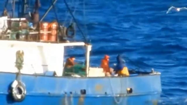 Мурманские прибрежники попались на ловле крабов смотреть онлайн