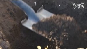 ВИШНЯ от А до Я КАК ВЫРАСТИТЬ ВИШНЮ все секреты