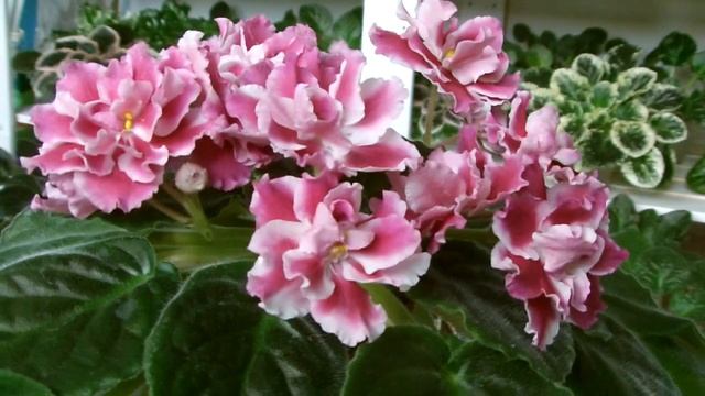 Фиалка Морозная вишня Frostige Kirsche african-violet Blüte смотреть онлайн