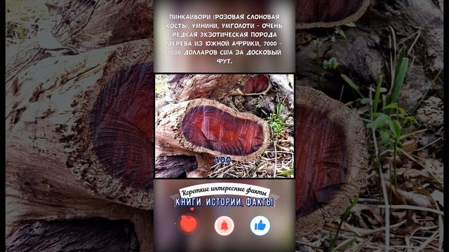 САМЫЕ ДОРОГИЕ ПОРОДЫ ДРЕВЕСИНЫ В МИРЕ — КОРОТКИЕ ИНТЕРЕСНЫЕ ФАКТЫ #400 смотреть онлайн