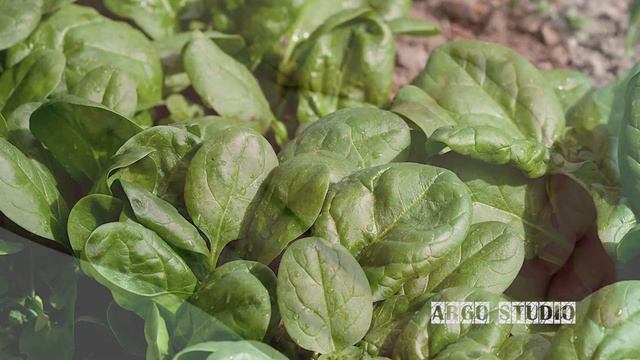 Специи. Шпинат. Польза и вред шпината / ENG SUB смотреть онлайн