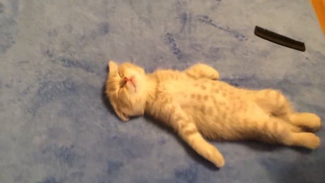 Stray х [Чи став я справжнім котом?] x смотреть онлайн