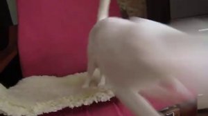 Вазилис. Белый ориентал экстремального типа.