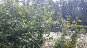 Обкатка Рейсер Турист в лесу