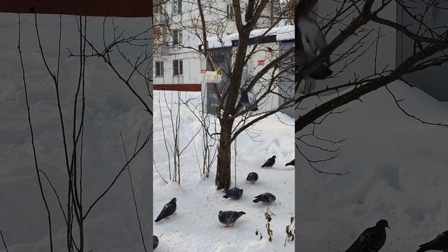 Зима... Птицы 🐦🐦🐦 смотреть онлайн