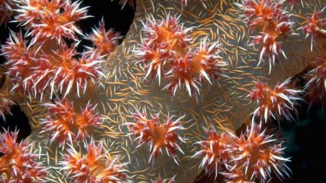 Цветы моря смотреть онлайн