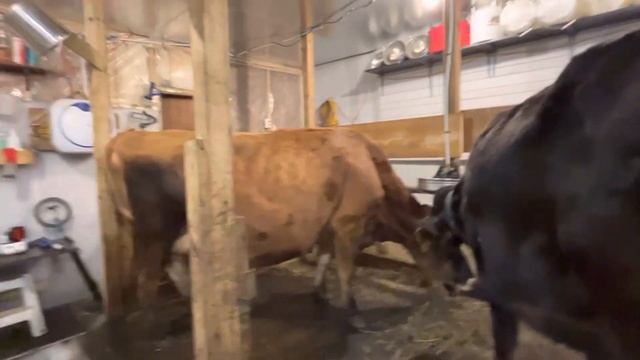 Худая корова? Сколько времени займёт чтобы откормить корову? Дольше чем вы думаете! смотреть онлайн