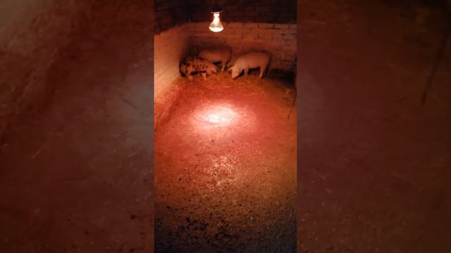 Снимаем интоксикацию у поросят,после проглистовки ивермек!!! смотреть онлайн