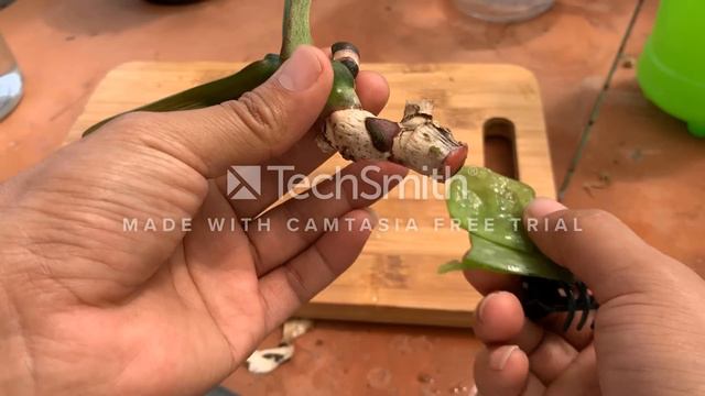 Old orchids still take root, flower all year round thanks to this tip смотреть онлайн