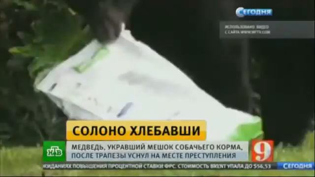 Дикий медведь уснул во дворе жилого дома, объевшись собачьего корма смотреть онлайн