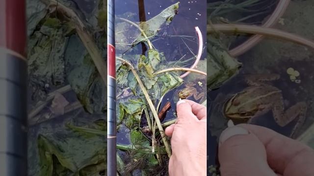 Как и чем кормить лягушек и жаб смотреть онлайн