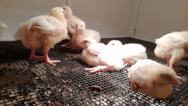 Кобб 500 13 дней Бройлер Начало смотреть онлайн