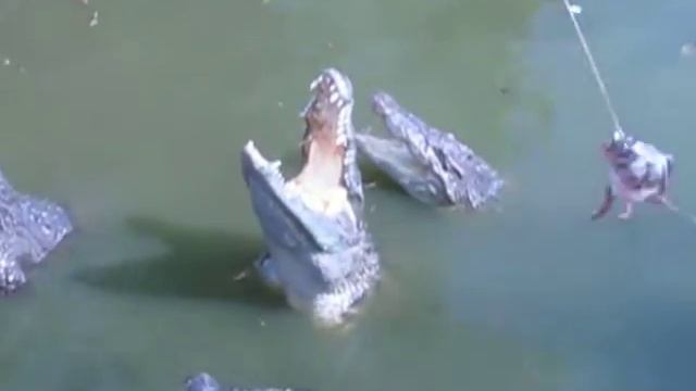 как ловят крокодилов.how To Catch Crocodiles.