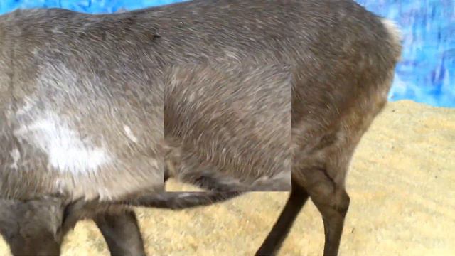 Лапландия Парк | Утро субботы смотреть онлайн