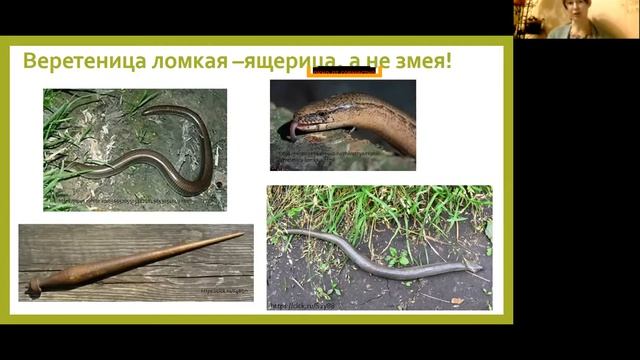 Инструкторы дикой природы - Змеи и черепахи смотреть онлайн