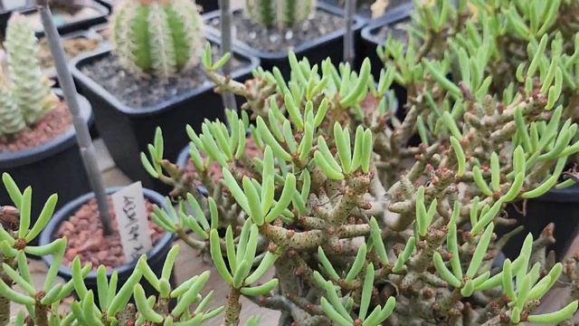 꽃분이네선인장이야기 Tylecodon buchholzianus 틸레코돈 부콜지아누스 / 부치홀 смотреть онлайн