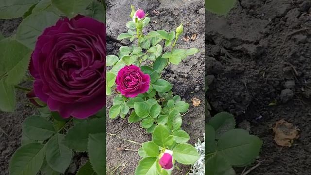 First bloom rose Twilight Zone, 2023 смотреть онлайн