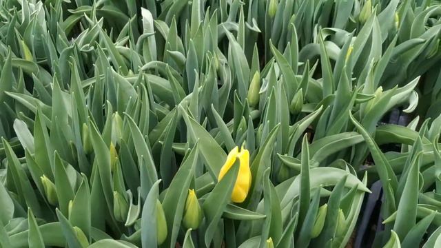 Новые приключения сорта Пурпур Леди и обзор тюльпанов на 22.02.2022. смотреть онлайн