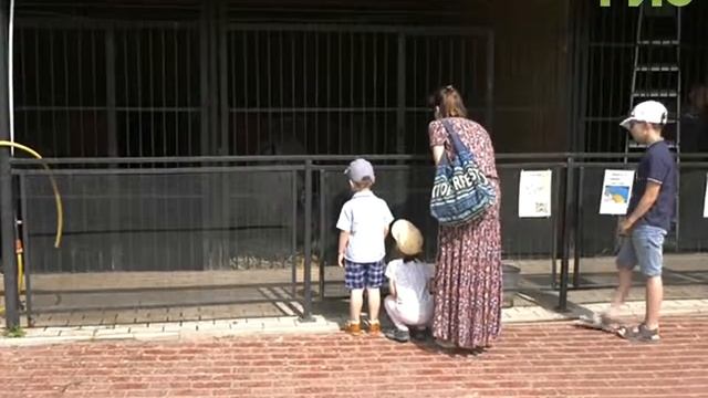 В зоопарке пополнение. Самарцам предлагают выбрать имена осленку и жеребенку смотреть онлайн