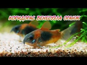 КОРИДОРАС ВЕНЕСУЭЛА ОРАНЖ. СОДЕРЖАНИЕ И РАЗВЕДЕНИЕ В АКВАРИУМЕ.
