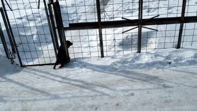 Строгий охранник смотреть онлайн