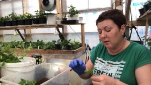 Вишню лучше черенковать или сеять?Мой опыт 18.06