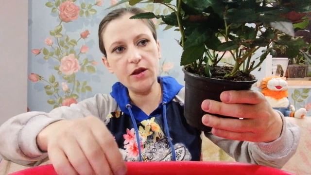 Роза комнатная, шаг первый после покупки. смотреть онлайн