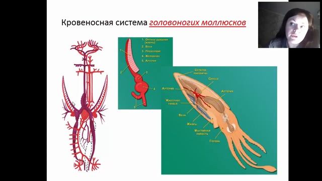 Кровеносная система Головоногих моллюсков смотреть онлайн