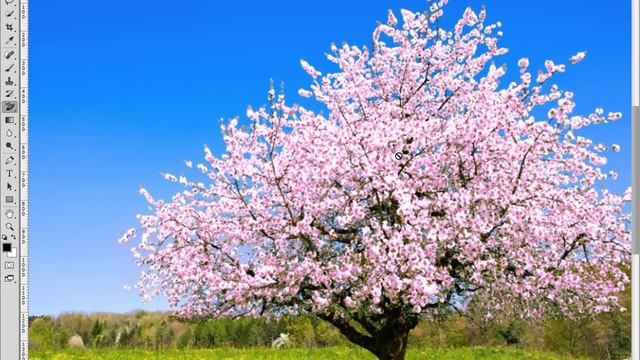 Photoshop CC 2015 Замена цвета отдельных участков изображения смотреть онлайн