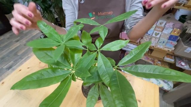 Пахира многоствольная - самое при самое неприхотливое комнатное растение смотреть онлайн