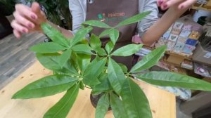 Пахира многоствольная - самое при самое неприхотливое комнатное растение