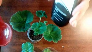 Как поливать черенки пеларгонии