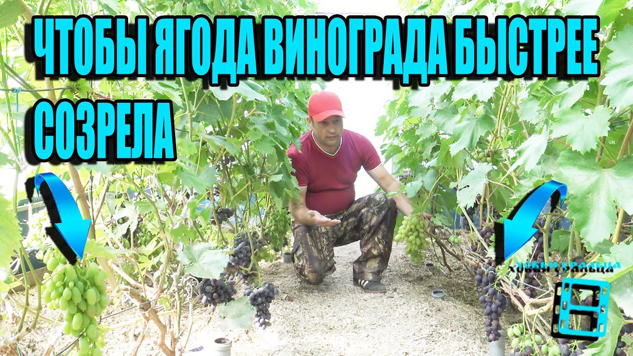 КАК УСКОРИТЬ СОЗРЕВАНИЕ ВИНОГРАДА? +15 РАННИХ СОРТОВ. СЕВЕРНЫЙ ВИНОГРАДНИК 15-21 ВИНОГРАД В ТЕПЛИЦЕ смотреть онлайн