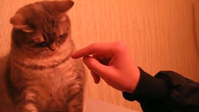 Кошки умеют рычать смотреть онлайн