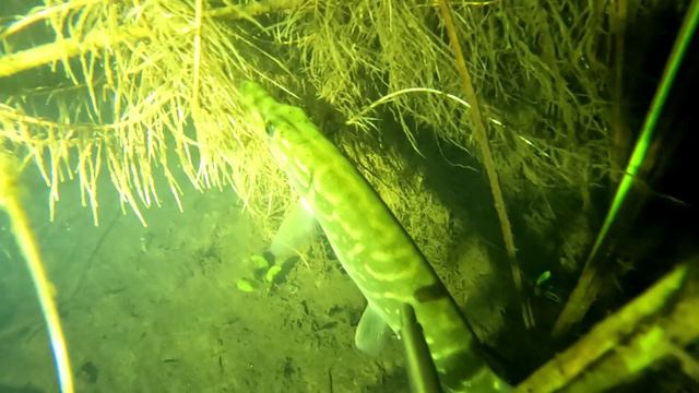 р. Пьяна по рыбе в основном лещ смотреть онлайн