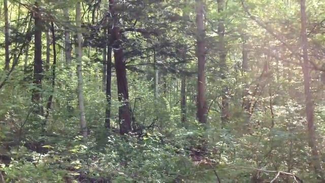 #1 Тис Дальневосточный Тис Остроконечный (Taxus Cuspilada).