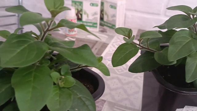 11.02.Пикирую укоренившиеся черенки. Стригу свои тайдальчики и снова черенкую... смотреть онлайн